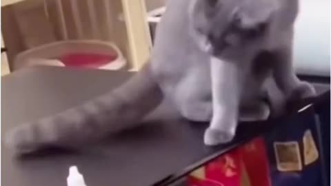 Funny Cat