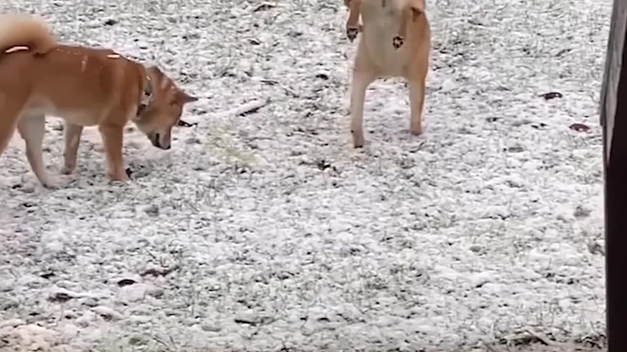 😍 The Cutest Pets: A Compilation You Need to See! Part20