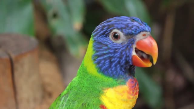 Watch the colorful parrot, how cool it is 😍❤️