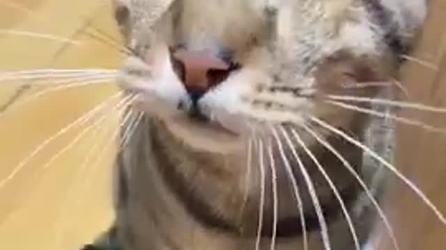 Super Funny Cats Videos 2022 | Funny Videos Animals #