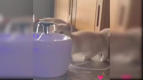 Cat vs dog fight most watch