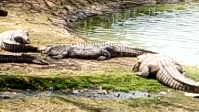 Crocodile farm, South Africa