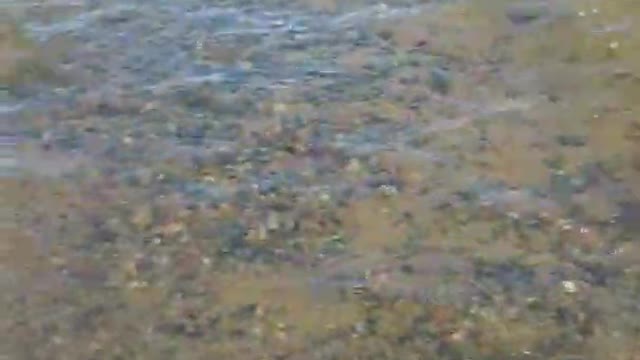 Beach Dog Lover Catching Some Sticks On Shore