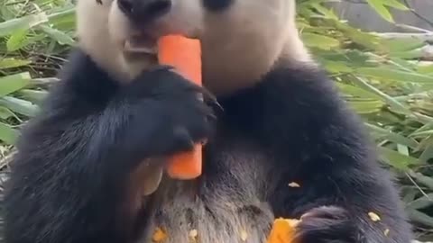 Cute Panda