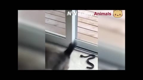 FUNNY ANIMALS Compilation 4 #shorts