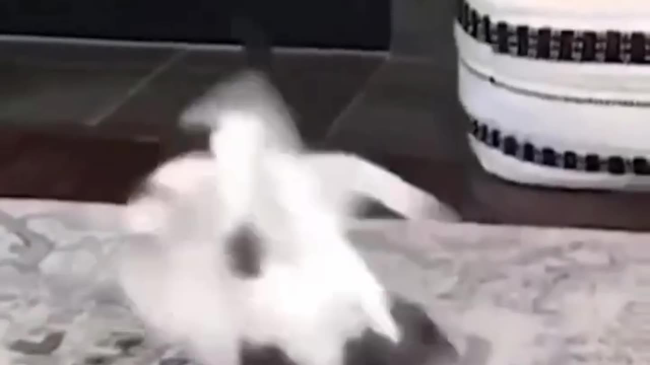 Funny animals πvideo, funny ππ», funny dogs ππ, funny storifunny animals life π, funny animals π2023