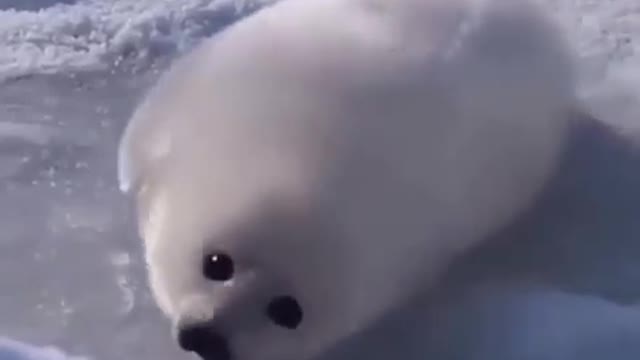 Cute Seal