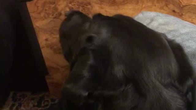 The Call of the Wild of the Domestic Beast