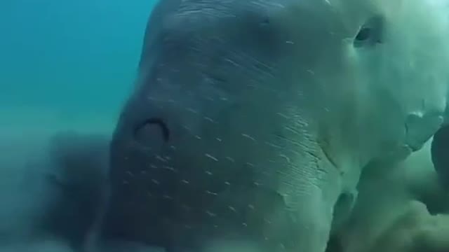 The dugong, or "sea cow," is a plant-eating marine mammal.