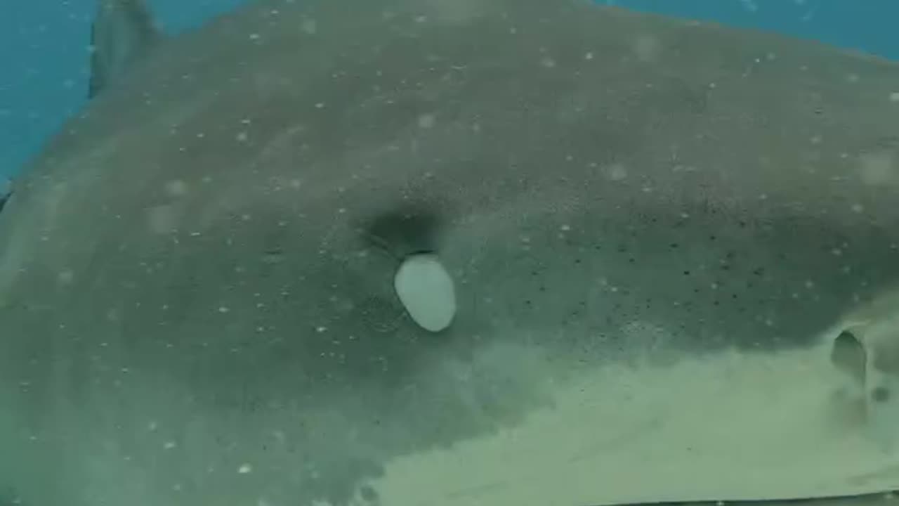 Wildlife