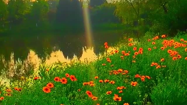 Beside a beautiful lake, beautiful flowers