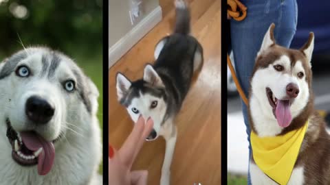 #Funny dog compilation#