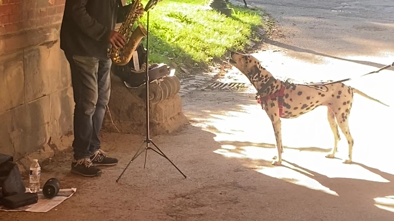 Howling the Blues