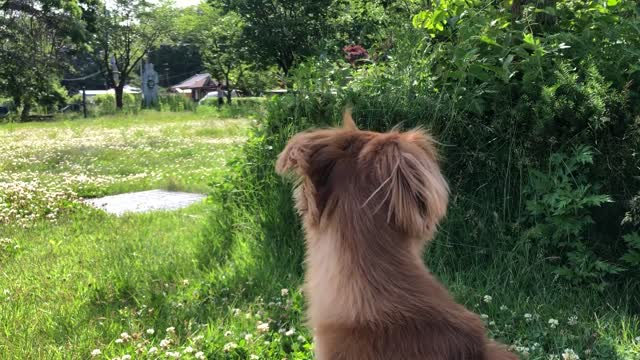 A puppy with a nice breeze.