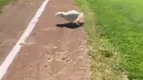 Baseball runner pup