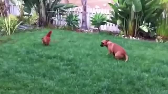 Try not to laugh watching funny video animals p15
