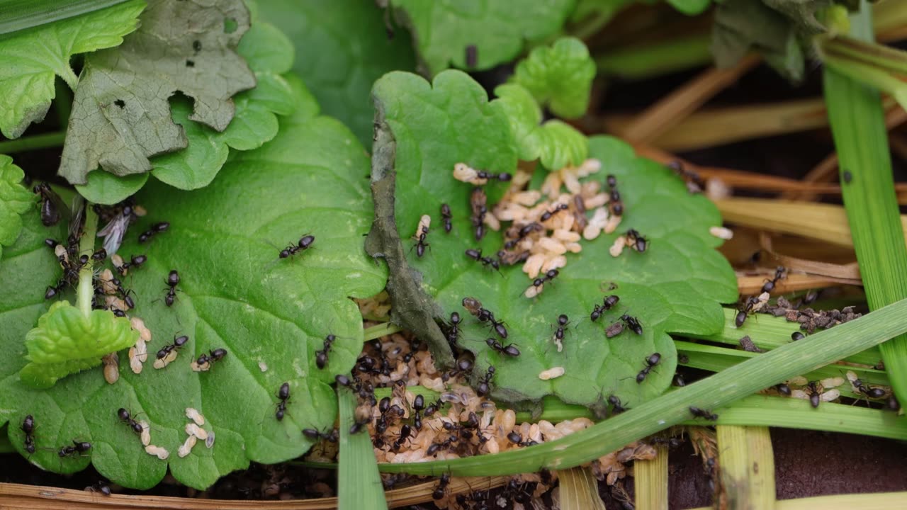 Ants Quickly Moving Their Eggs