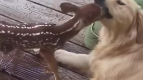 Golden retriever saves the little fawn from drowning