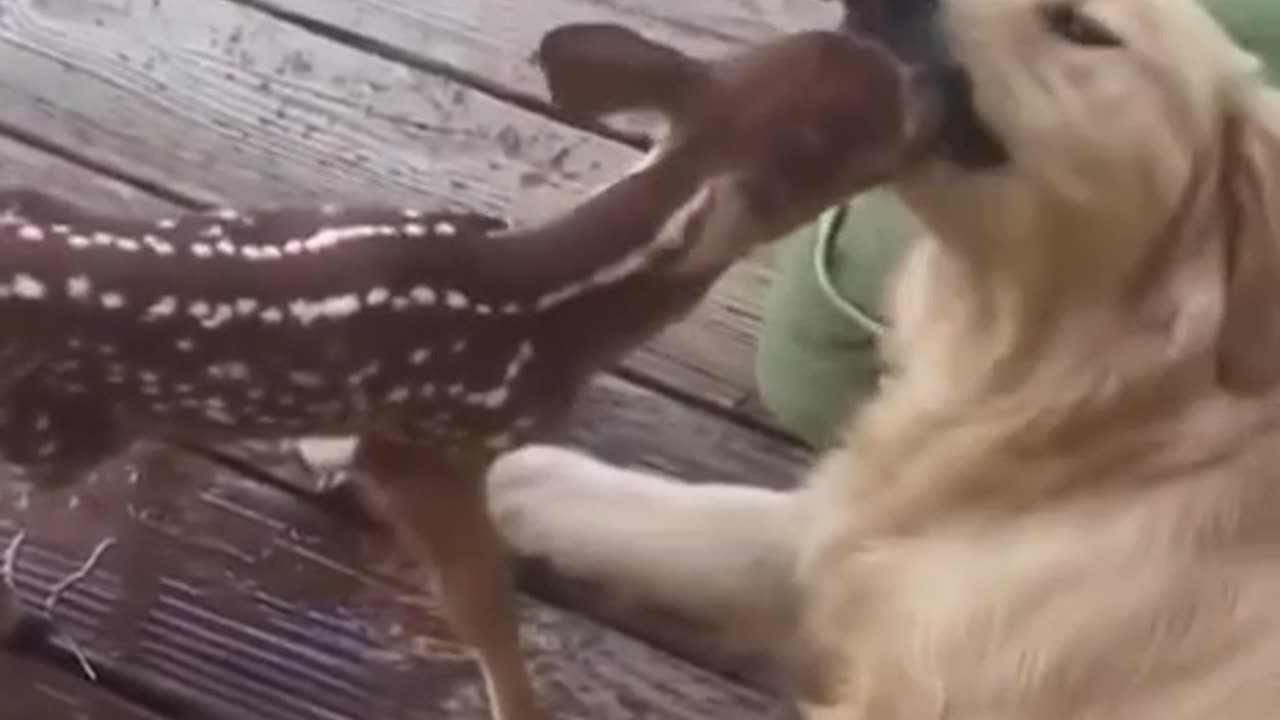 Golden retriever saves the little fawn from drowning