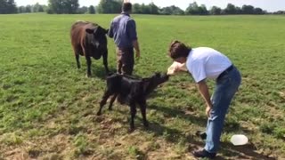 Malnourished calf with a serious thirst