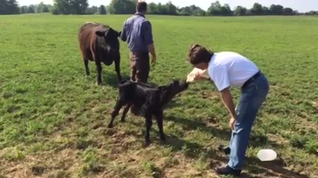 Malnourished calf with a serious thirst