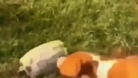 Animal funny clips🤣