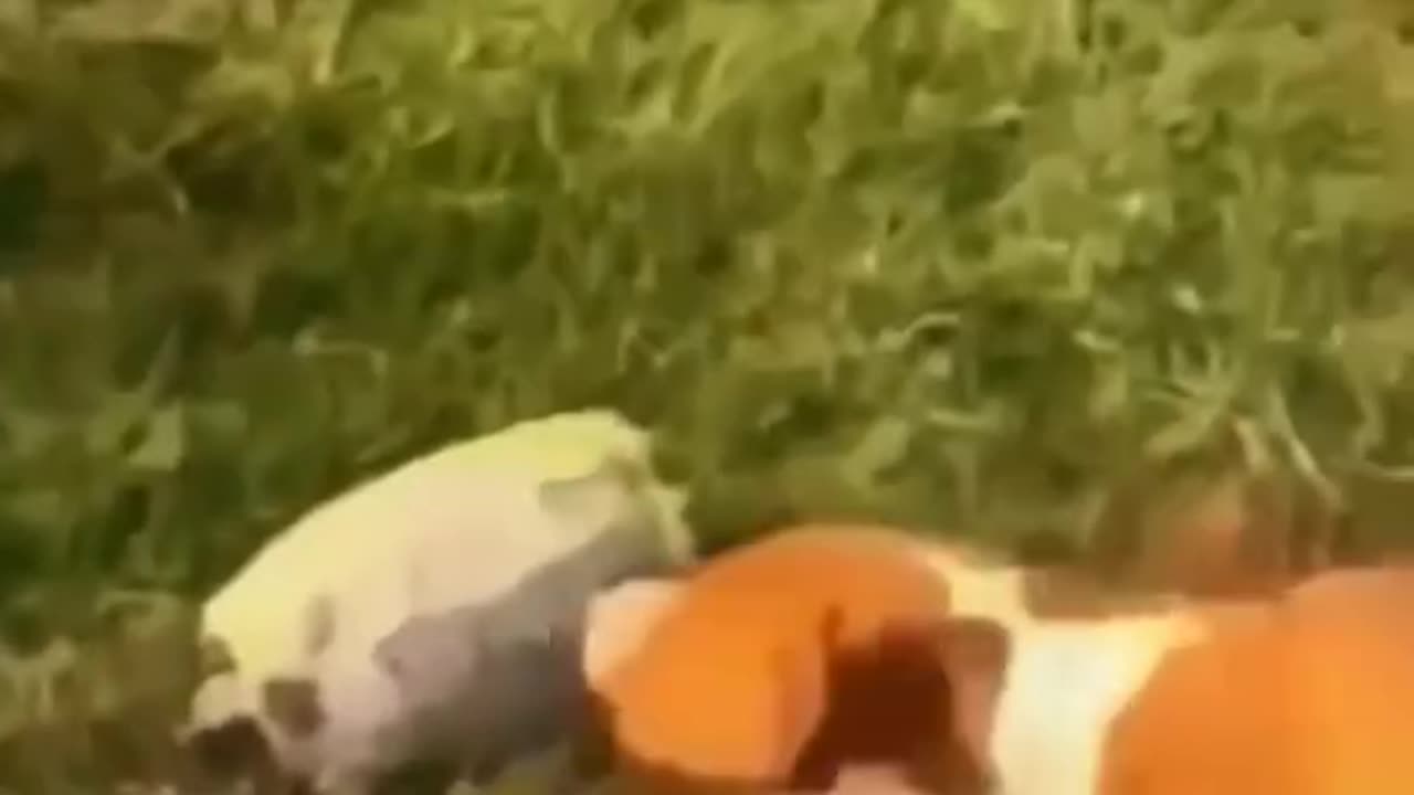 Animal funny clips🤣