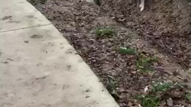 White dog tries to jump ravine and fails near sidwalk