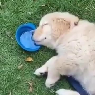 very sleepy dog ​​trying to drink water