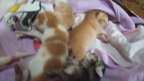 6 cute kittens