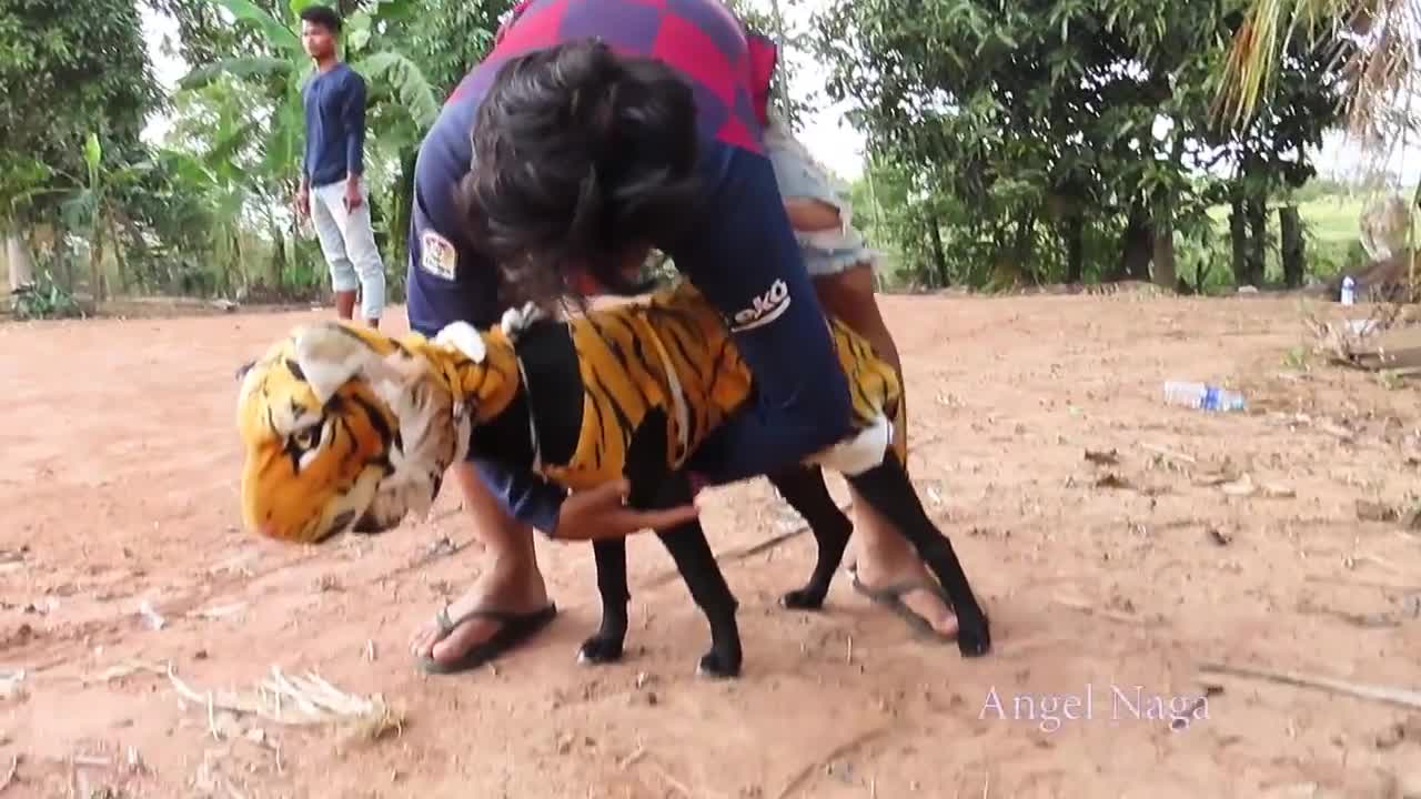 Fake tiger dog prank to dog very Funny !!!!!!!!!!!!!!