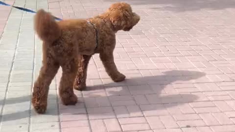 Big red poodle - gorgeous dog