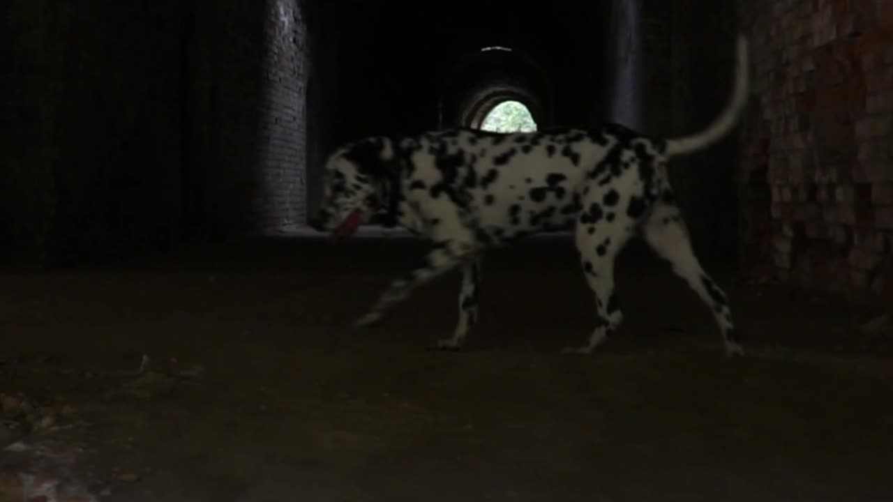 Zeus Exploring An Old Fort In Western Ukraine