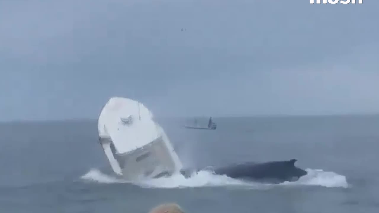 Give the great whale some room and lots of respect