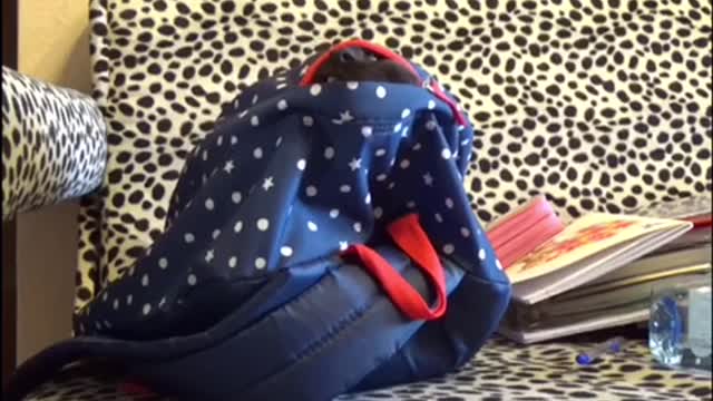 This cat is having fun, it's funny, she ran away