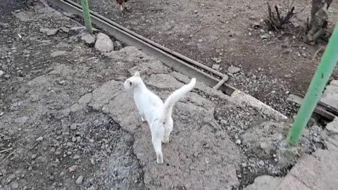 A cute white cat is eating. White cat is very cute