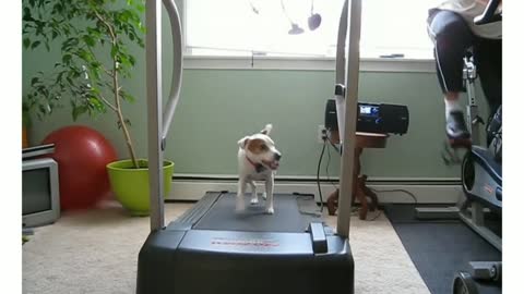 Dog at the GYM 🐕🐕