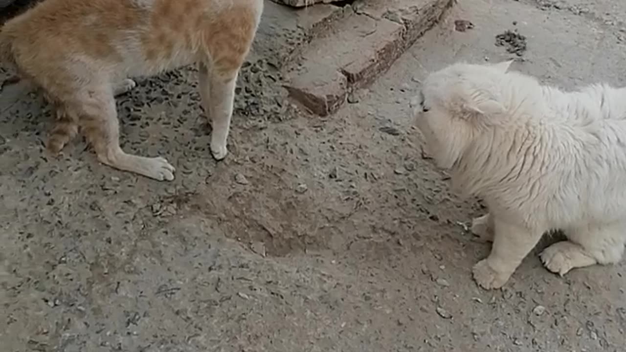 funny fighting cats #rumble