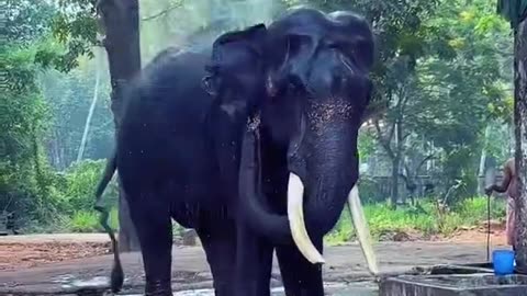 Guruvayor Elephants #Trailer 😍🔥 #elephant #elephants #elephantlove #guruvayoor #shorts #short