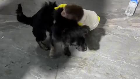 Monkey's Fight with Dog 🤣🤣