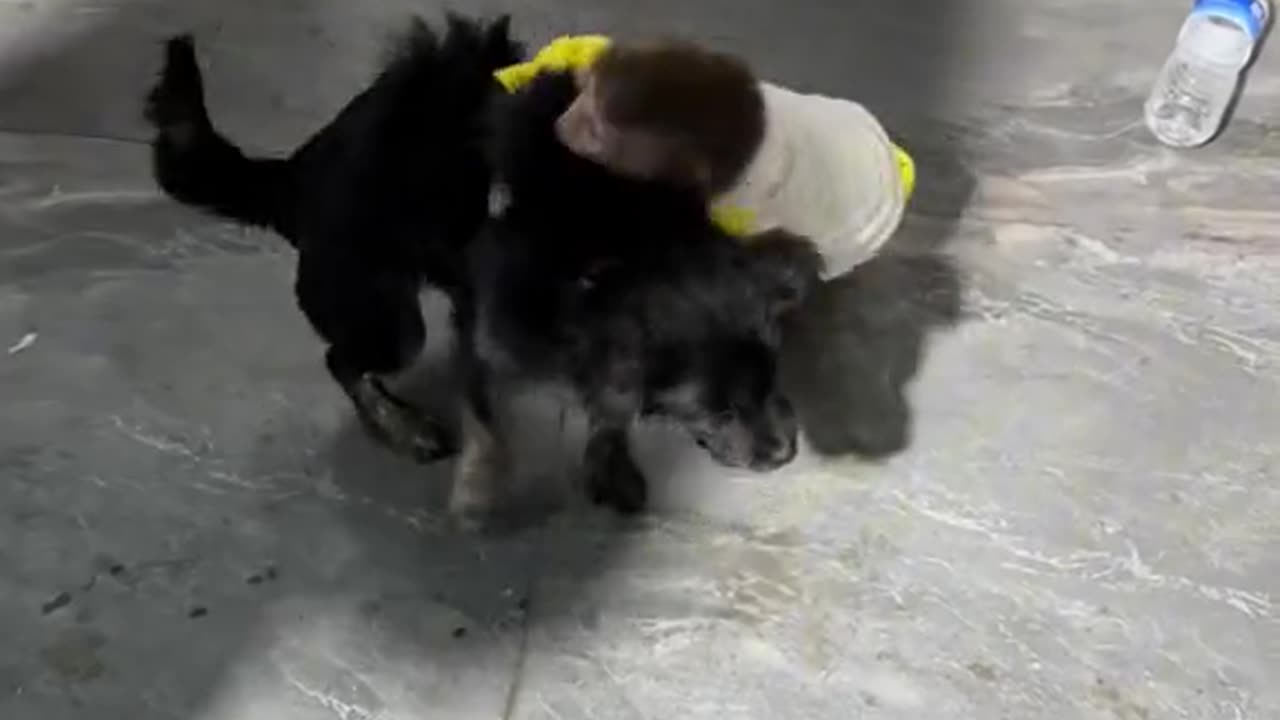 Monkey's Fight with Dog 🤣🤣