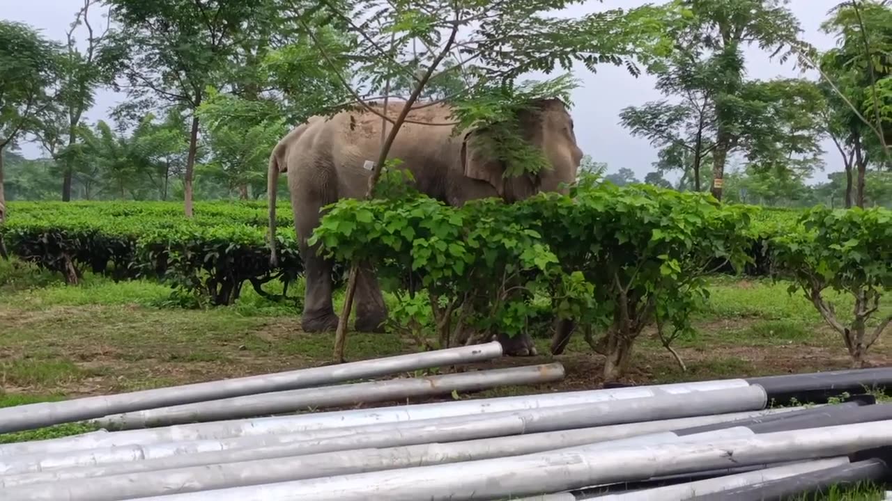 Wild Elephants & Cows