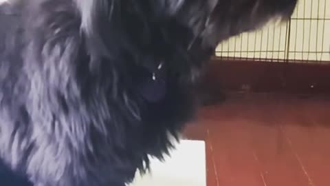 Dogy Staying Still