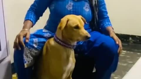 Very funny dog training