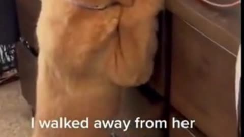 Funniest Dogs Animals Videos