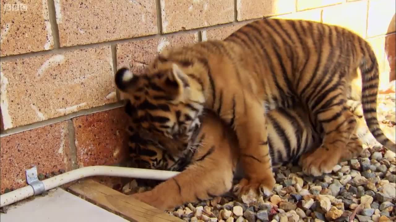 Feisty Tiger Cubs Play with Dogs | Tigers About the House | BBC Earth