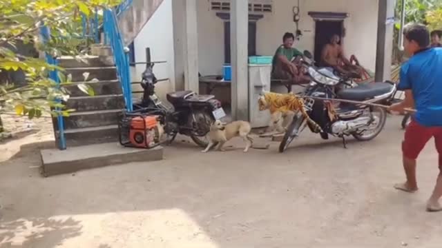 Dog prank , very funny moments