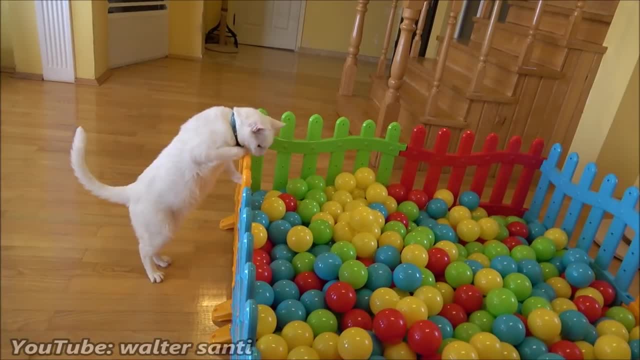 Two Cats and 500 Balls in a Ball Pit !!