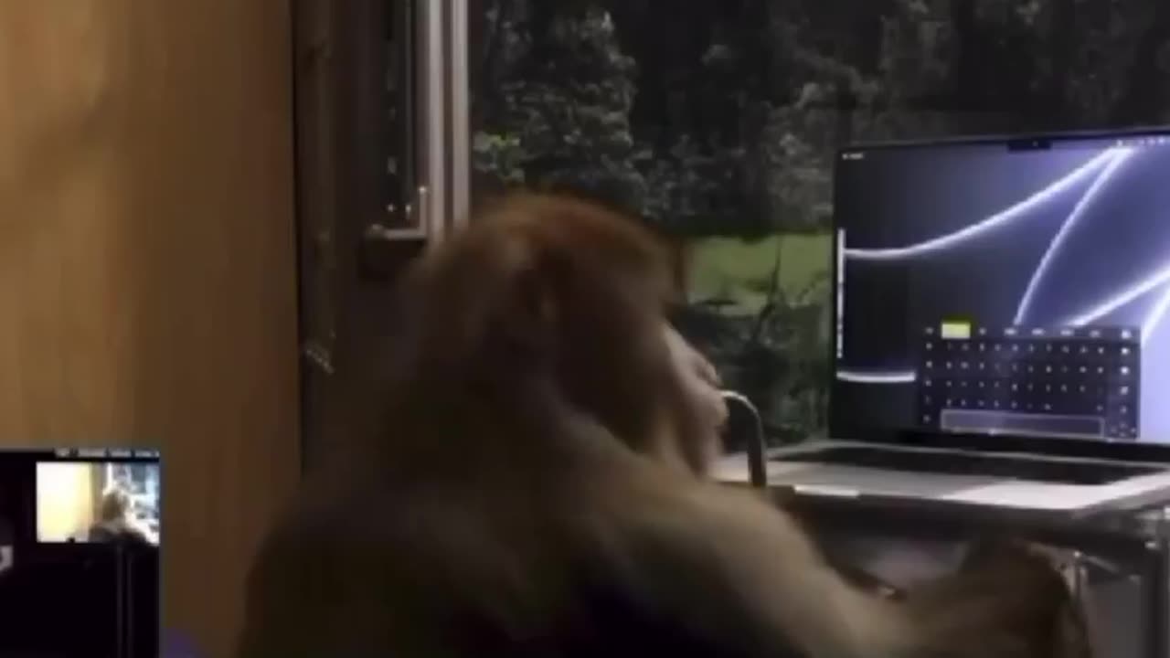 A monkey trained with Neuralink technology, typing telepathically using only its mind