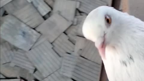 A cute white pigeon twirling it's neck.